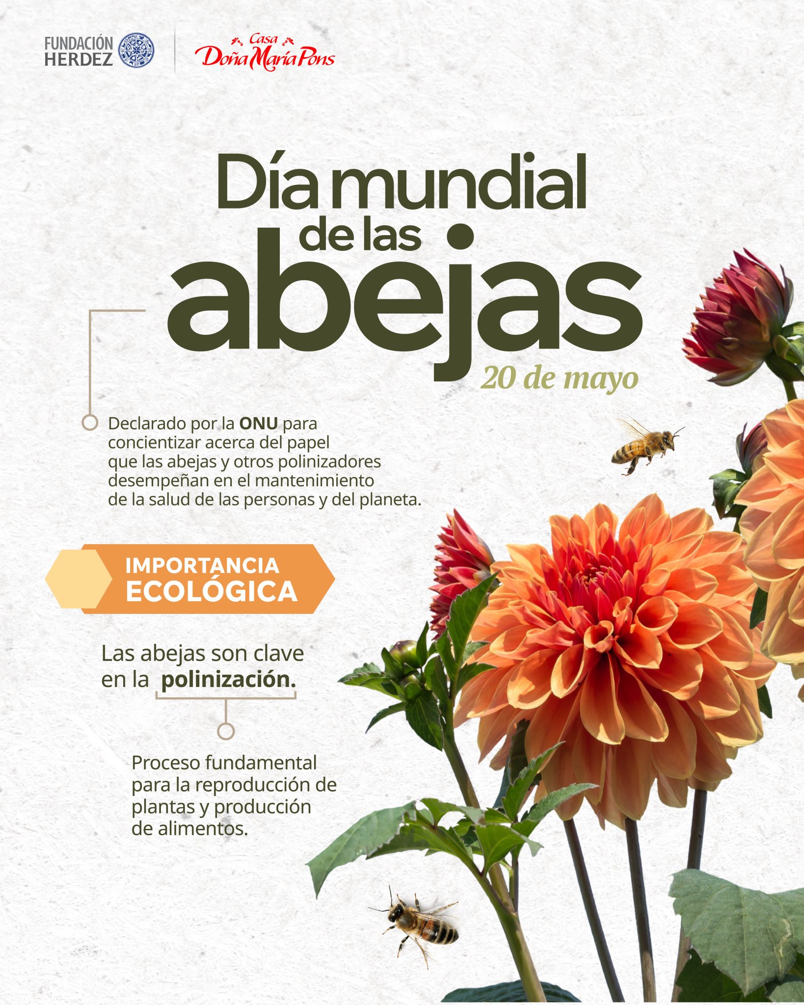 celebra el día de las abejas buen plan